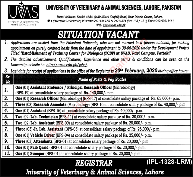 University of Veterinary and Animal Sciences Lahore Jobs 2020 February Research Associates & Others Latest