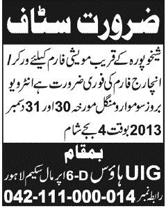 Dairy Farm Incharge / Worker Jobs in Sheikhupura December 2013 2014 at United International Farms (Pvt) Limited
